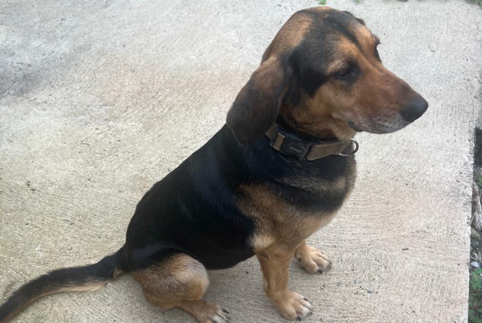 Discovery alert Dog miscegenation  Female Monget France