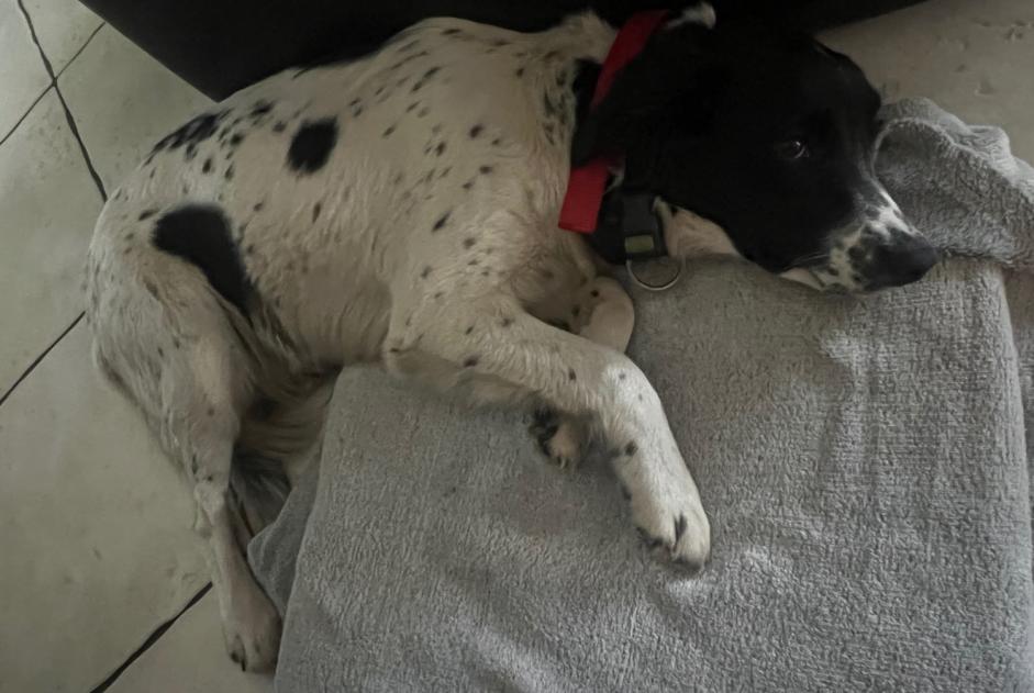 Alerte Découverte Chien   Femelle Liposthey France