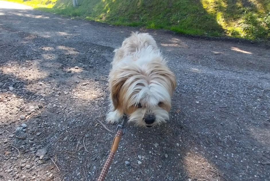 Alerte Découverte Chien Femelle Ondres France