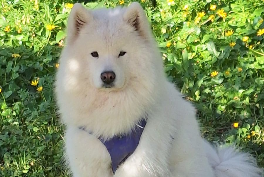 Alerte Disparition Chien  Femelle , 7 ans Gaujacq France