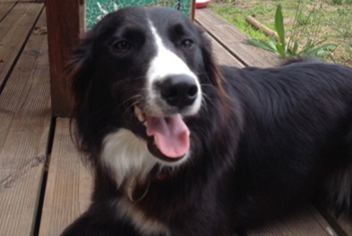 Alerte Disparition Chien Femelle , 12 ans Seignosse France Alerte Disparition Chien Femelle , 12 ans Seignosse France