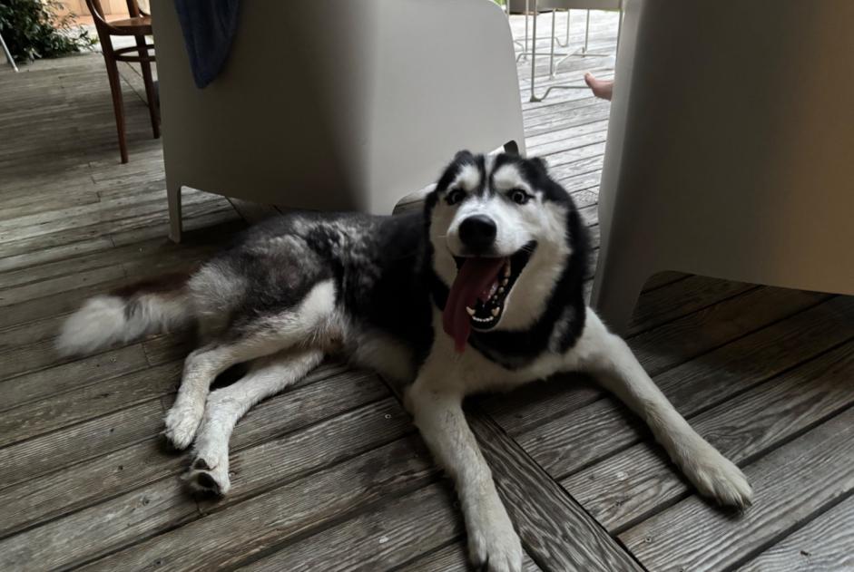 Alerte Découverte Chien Mâle Azur France Alerte Découverte Chien Mâle Azur France