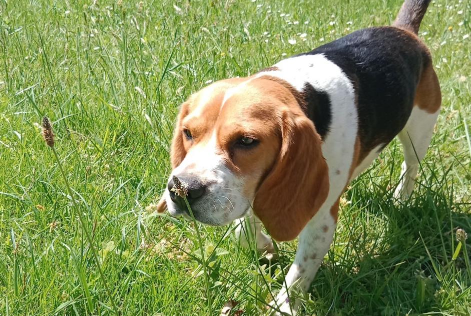 Alerte Disparition Chien Femelle , 2 ans Misson France Alerte Disparition Chien Femelle , 2 ans Misson France
