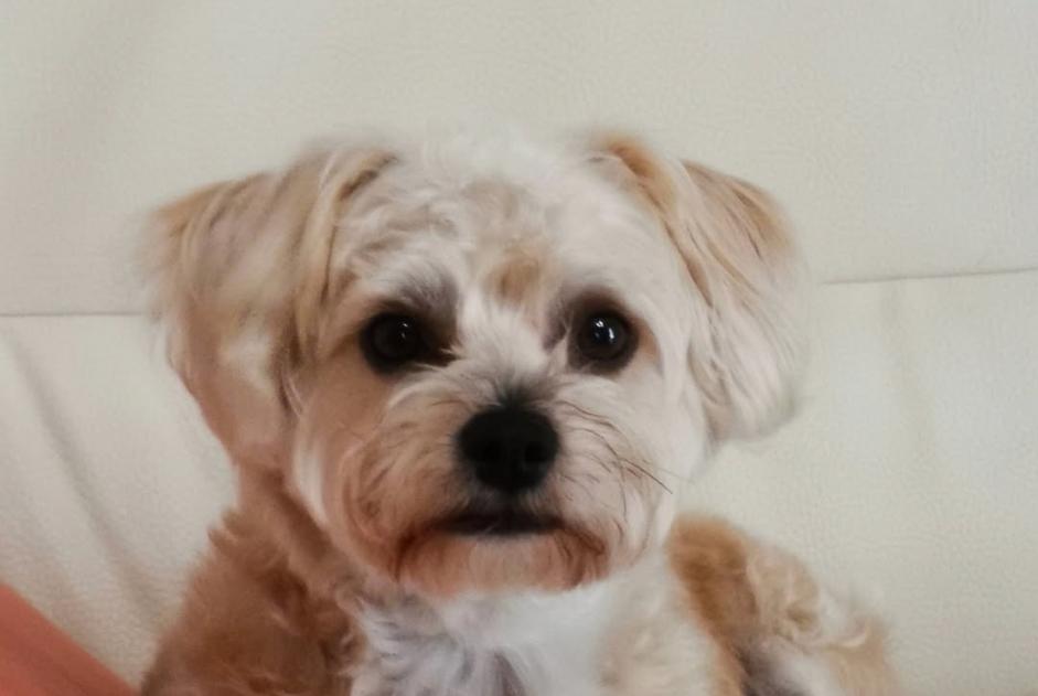 Alerte Disparition Chien croisement  Mâle , 5 ans Parentis-en-Born France