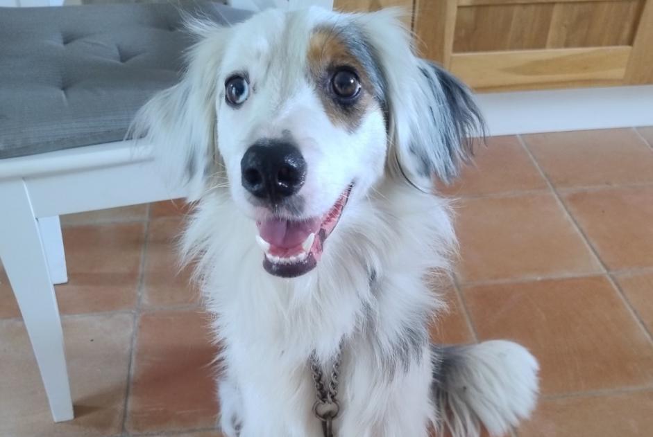 Alerte Découverte Chien  Femelle Poyanne France