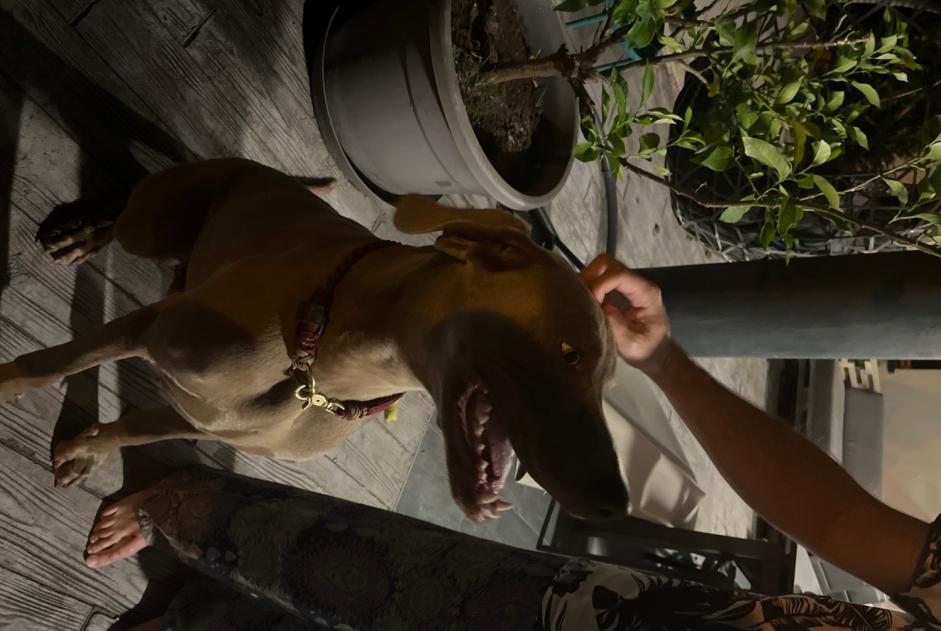 Ontdekkingsalarm Hond Mannetje Soustons Frankrijk Ontdekkingsalarm Hond Mannetje Soustons Frankrijk
