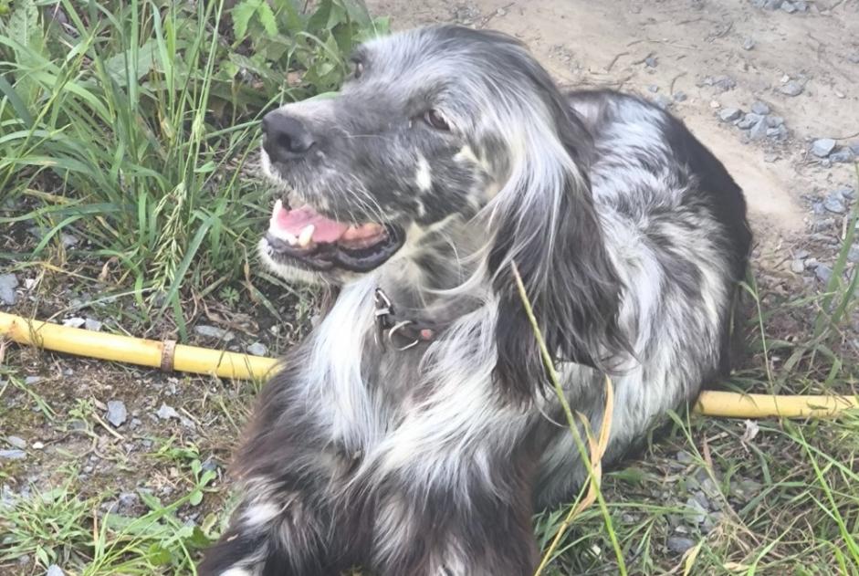 Alerta descoberta Cão  Fêmea Parleboscq France