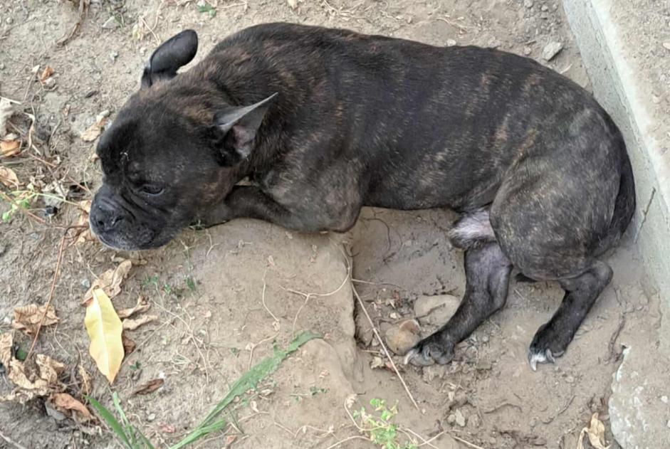 Alerta descoberta Cão Macho Saint-Justin France